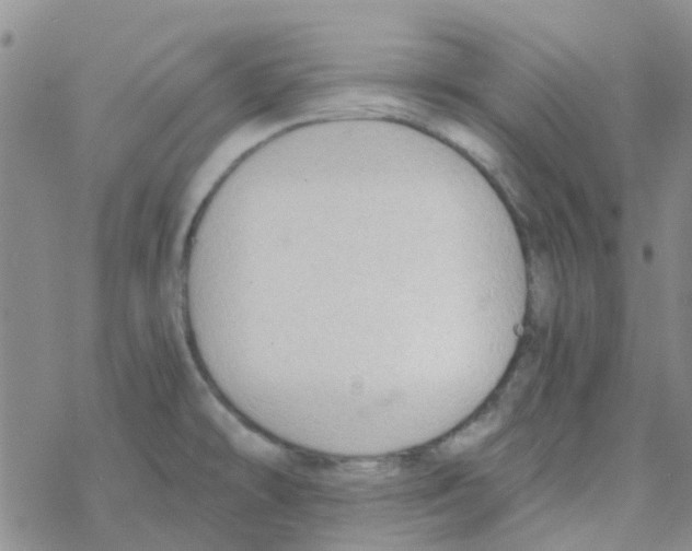 X0000068731478200605262013