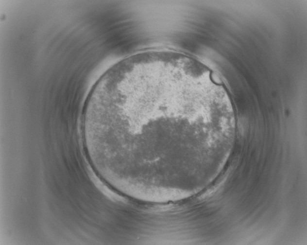 X0000068731482200605262013