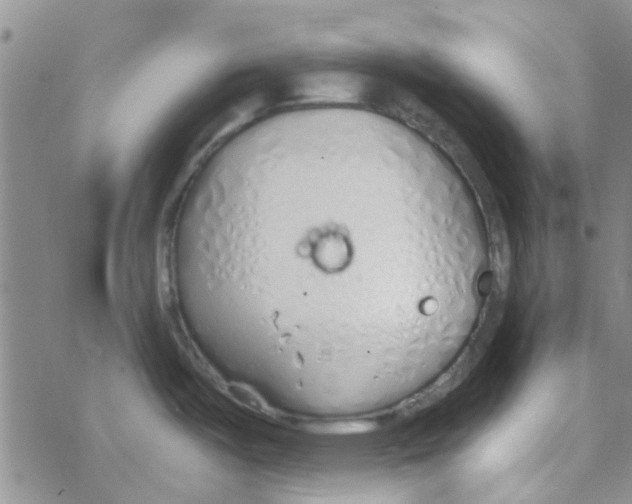 X0000068731487200605262013