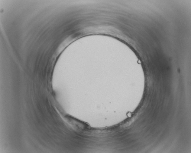 X0000068731521200605262013