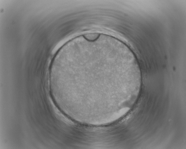 X0000068731522200605262013