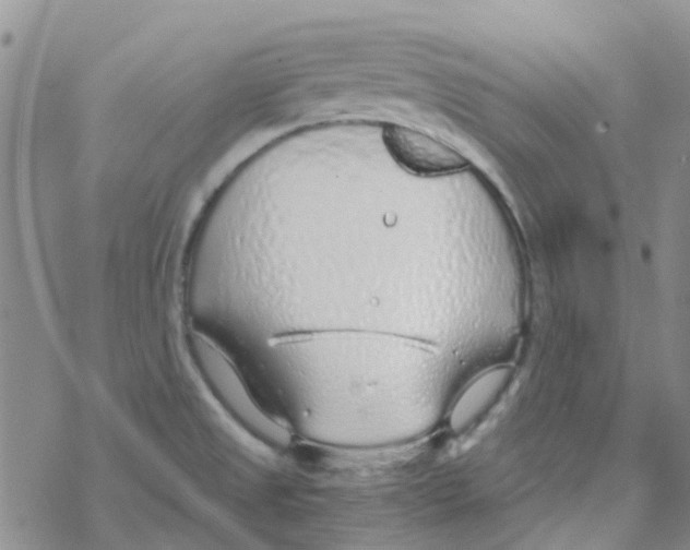 X0000068731525200605262013