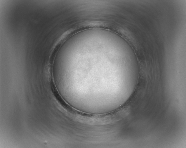 X0000068740016200604281151