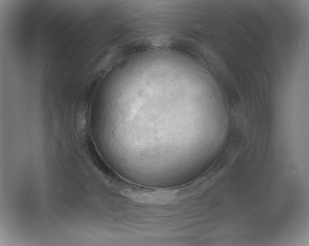 X0000068740032200604281151