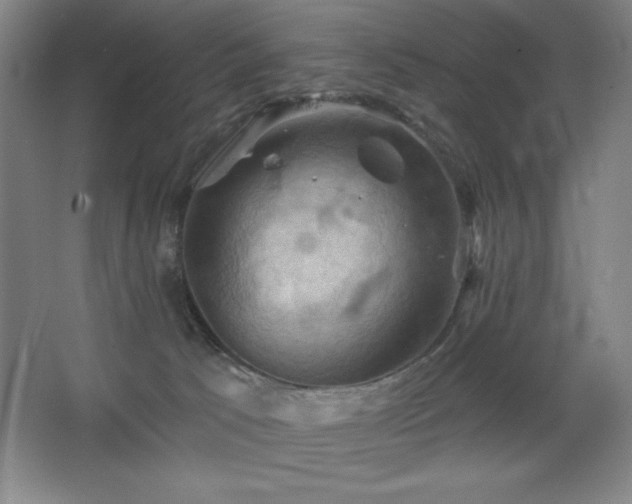 X0000068740033200604281151