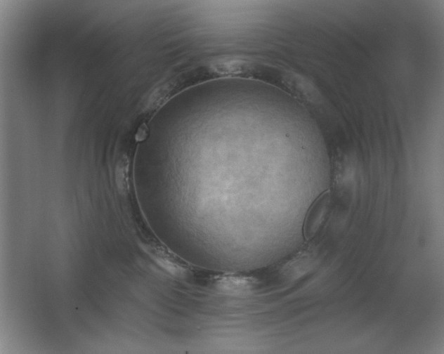 X0000068740332200604281146