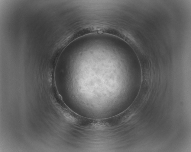 X0000068740545200604281142