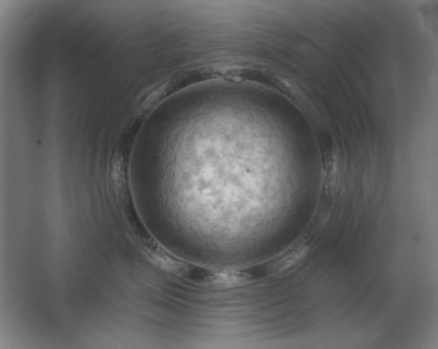 X0000068740623200604281141