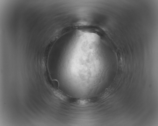 X0000068740662200604281141