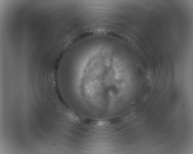 X0000068740663200604281141