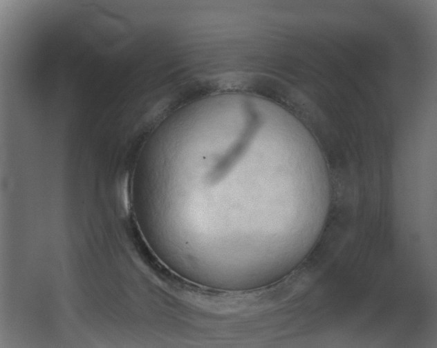 X0000068740028200605011037