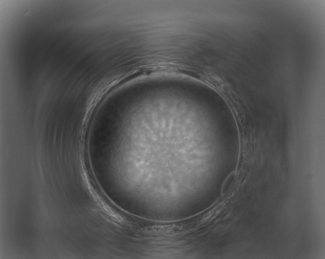 X0000068740049200605011036