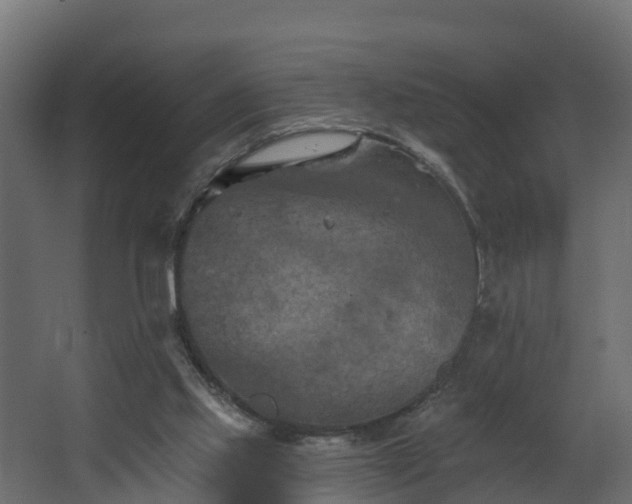 X0000068740061200605011036