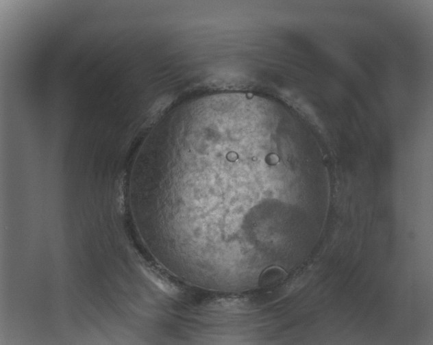 X0000068740065200605011036