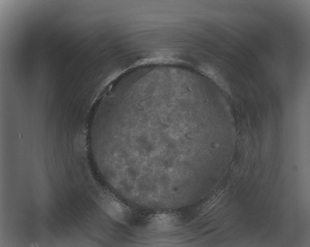 X0000068740111200605011035