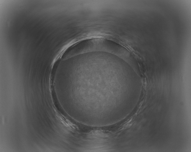 X0000068740244200605011032