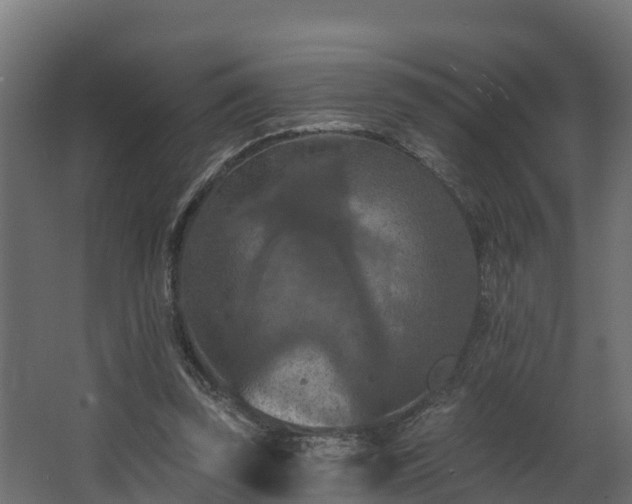 X0000068740347200605011031