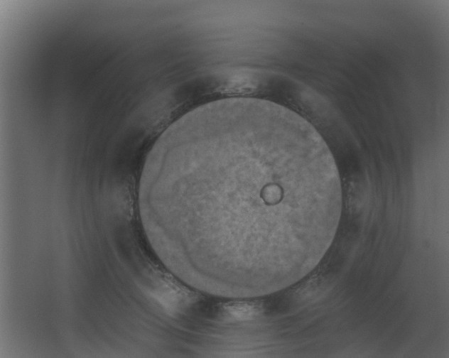 X0000068740370200605011031