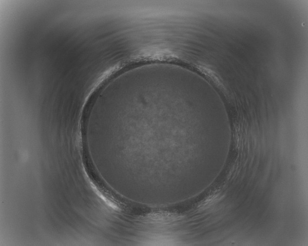 X0000068740630200605011026