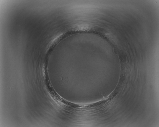 X0000068740640200605011026