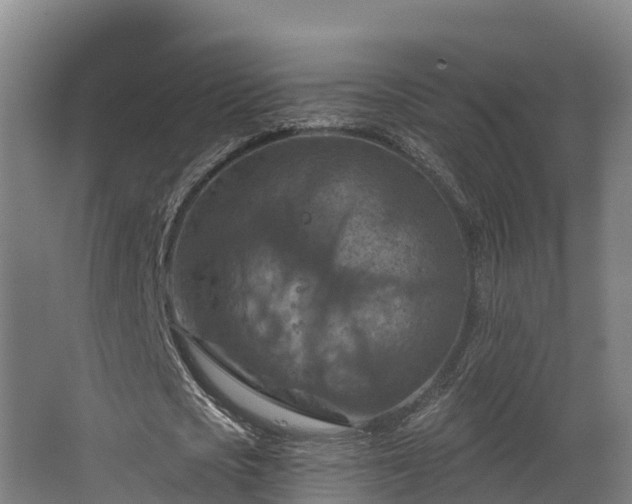 X0000068740721200605011024