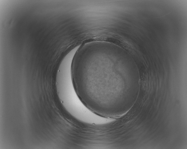 X0000068740748200605011025