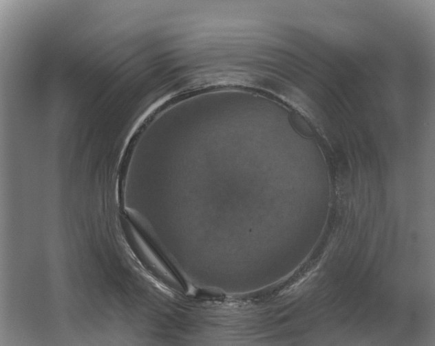 X0000068740790200605011024