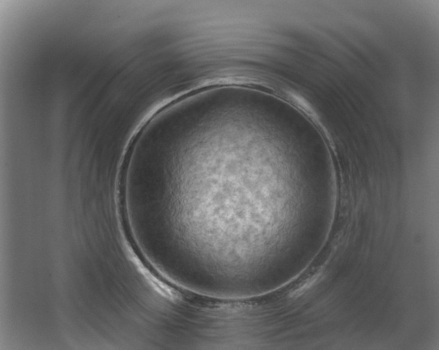 X0000068740803200605011024