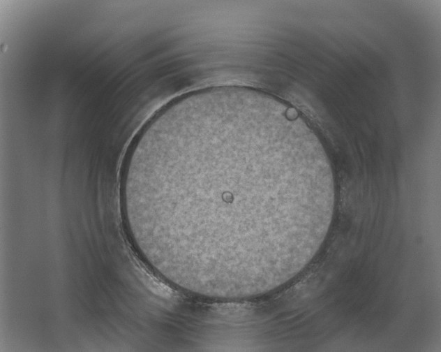 X0000068740836200605011023