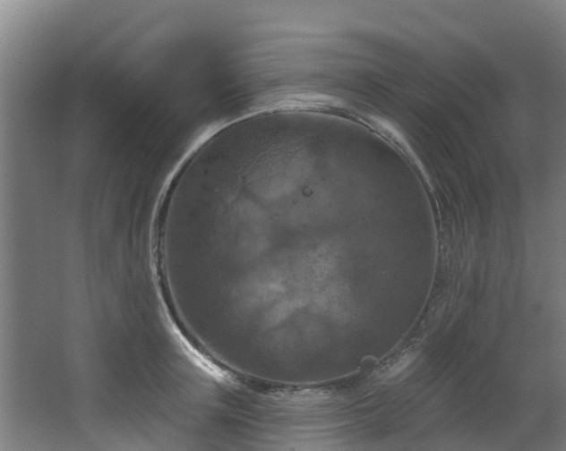 X0000068740851200605011023