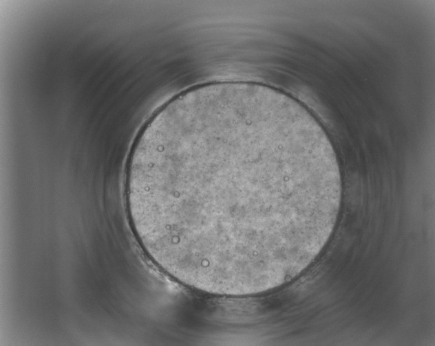 X0000068740856200605011023