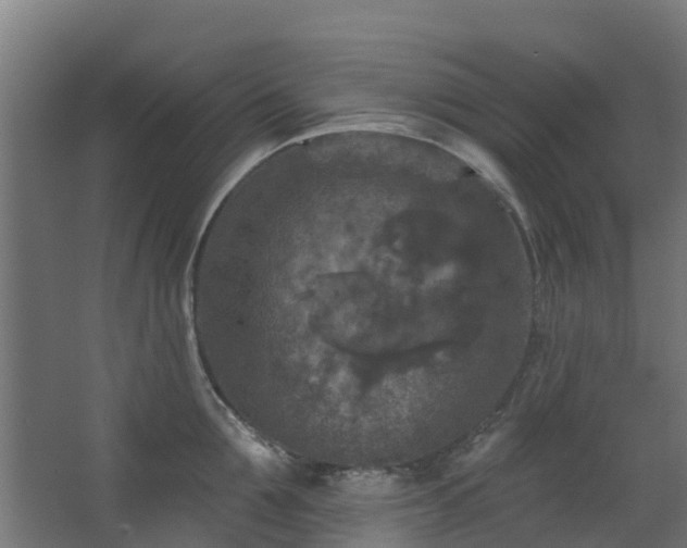 X0000068740907200605011022