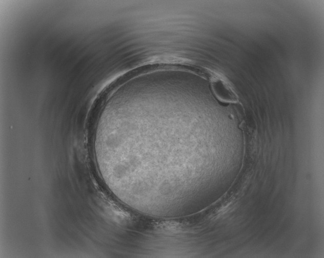 X0000068740971200605011021