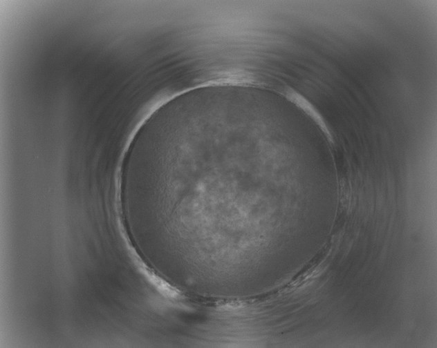 X0000068741099200605011019