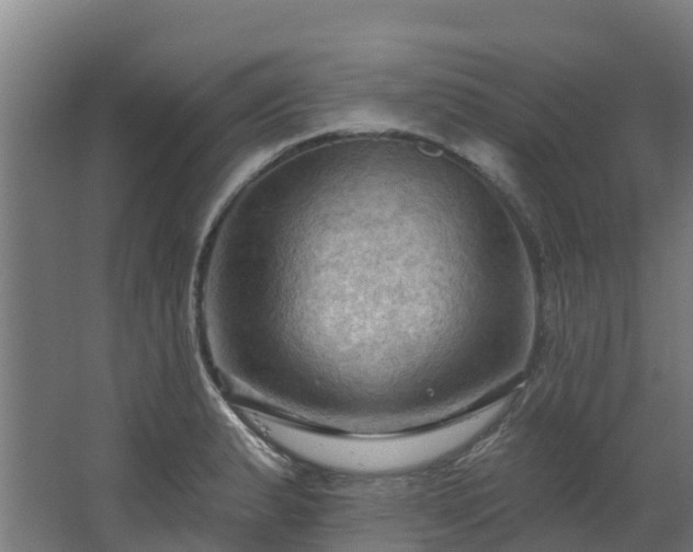 X0000068741183200605011017