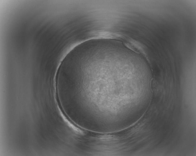 X0000068741479200605011012