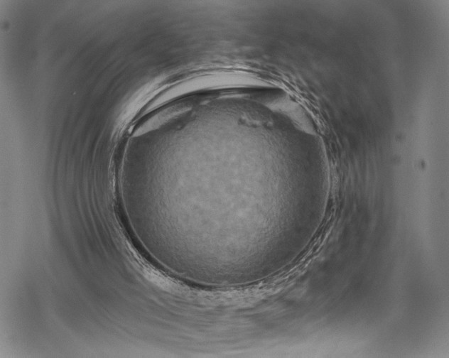 X0000068740005200605051503