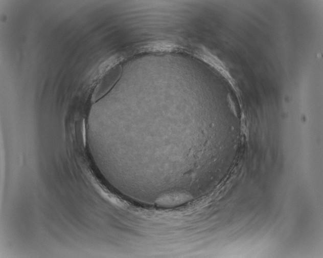 X0000068740013200605051503