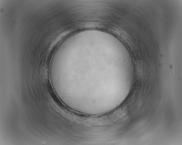 X0000068740016200605051503