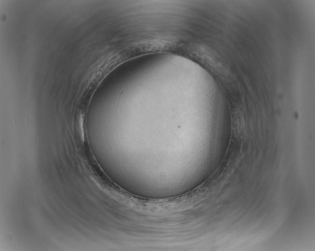 X0000068740022200605051503