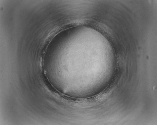 X0000068740024200605051503