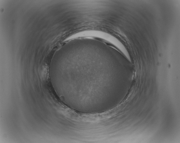 X0000068740029200605051503