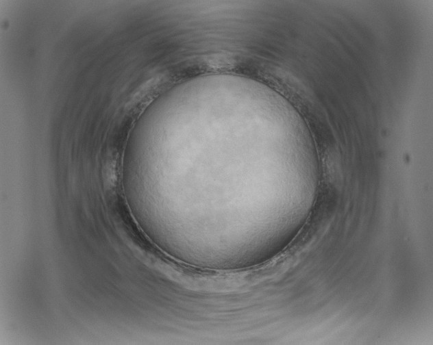 X0000068740032200605051502