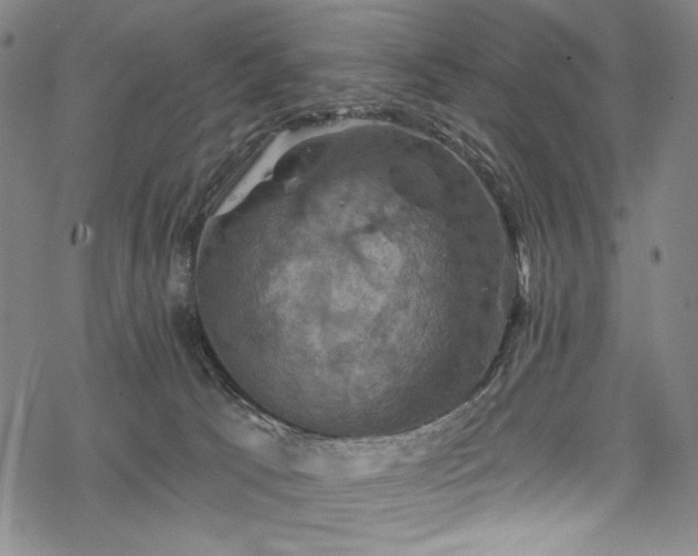 X0000068740033200605051502