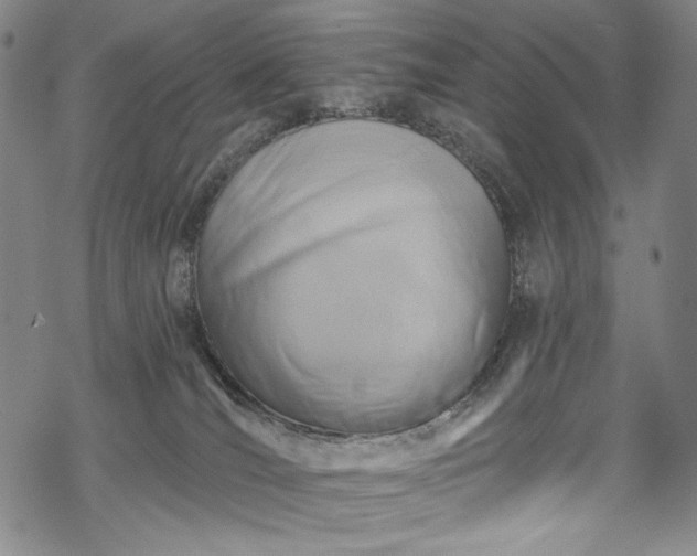 X0000068740036200605051502