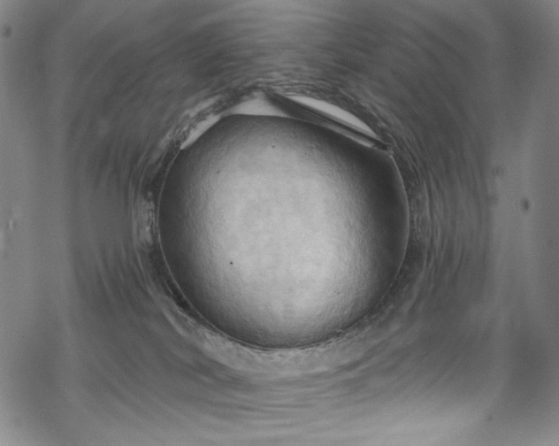 X0000068740038200605051502