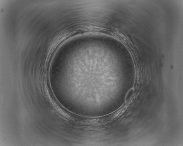 X0000068740049200605051501