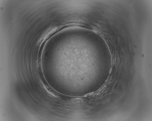 X0000068740050200605051501