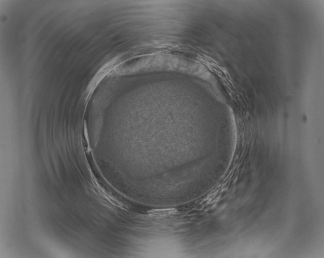 X0000068740051200605051501