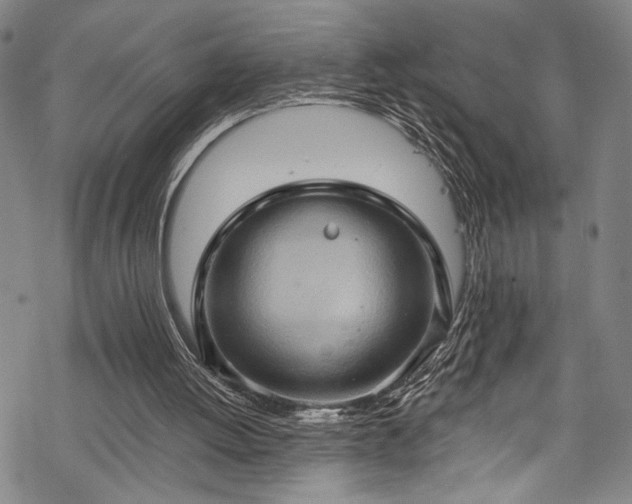 X0000068740052200605051501